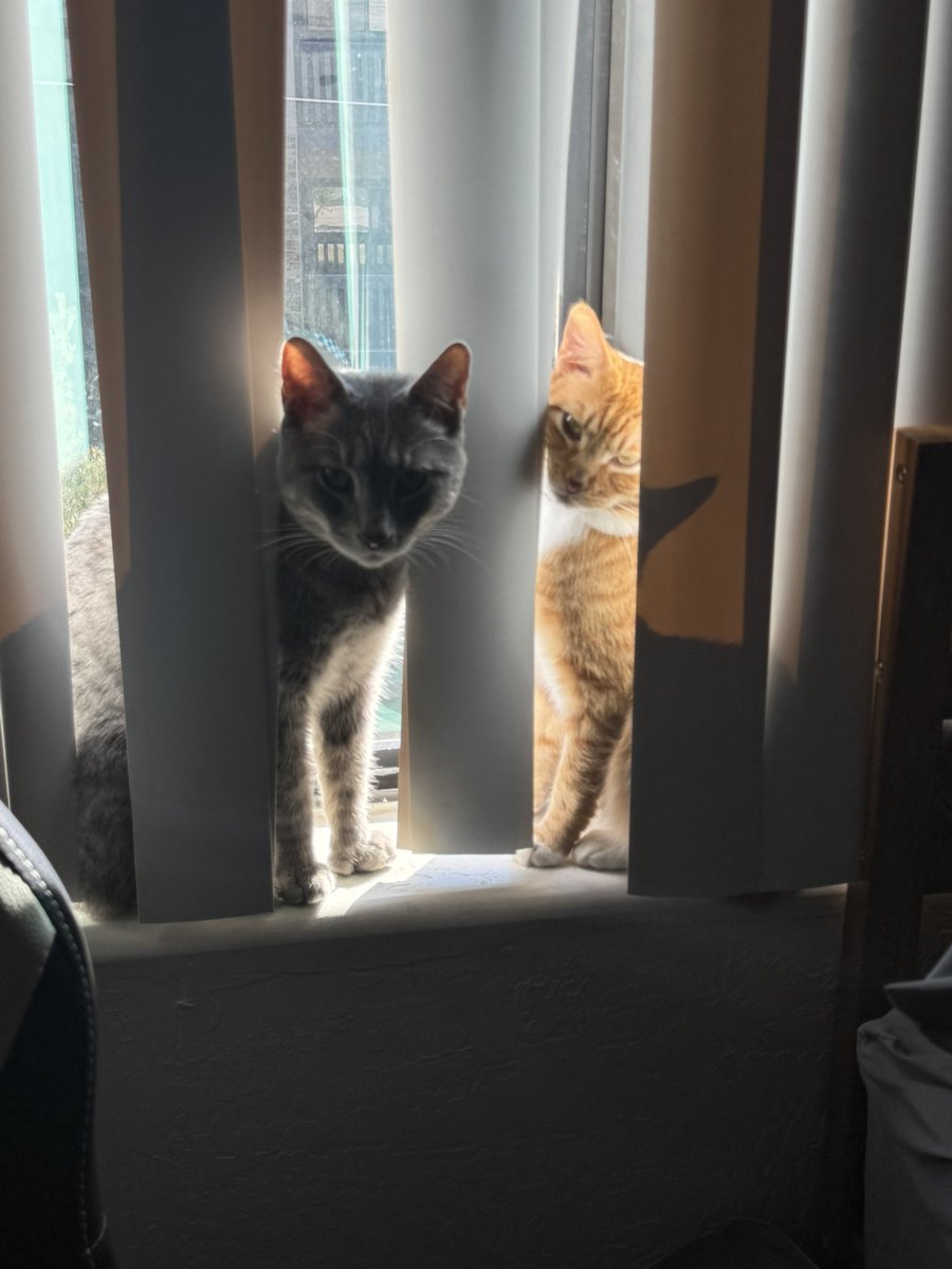 keeferpot's tweet photo. @toxoplasmosii kitties https://t.co/9IVxKJJONi