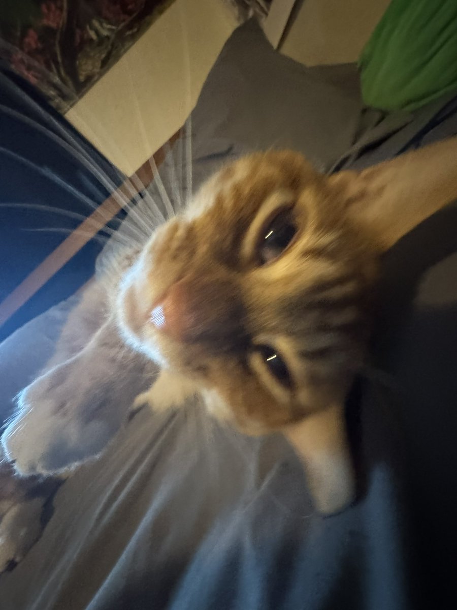 keeferpot's tweet photo. @toxoplasmosii kitties https://t.co/9IVxKJJONi