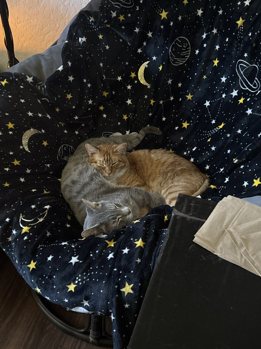 keeferpot's tweet photo. @toxoplasmosii kitties https://t.co/9IVxKJJONi