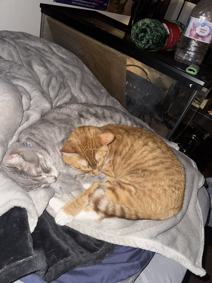 keeferpot's tweet photo. @toxoplasmosii kitties https://t.co/9IVxKJJONi