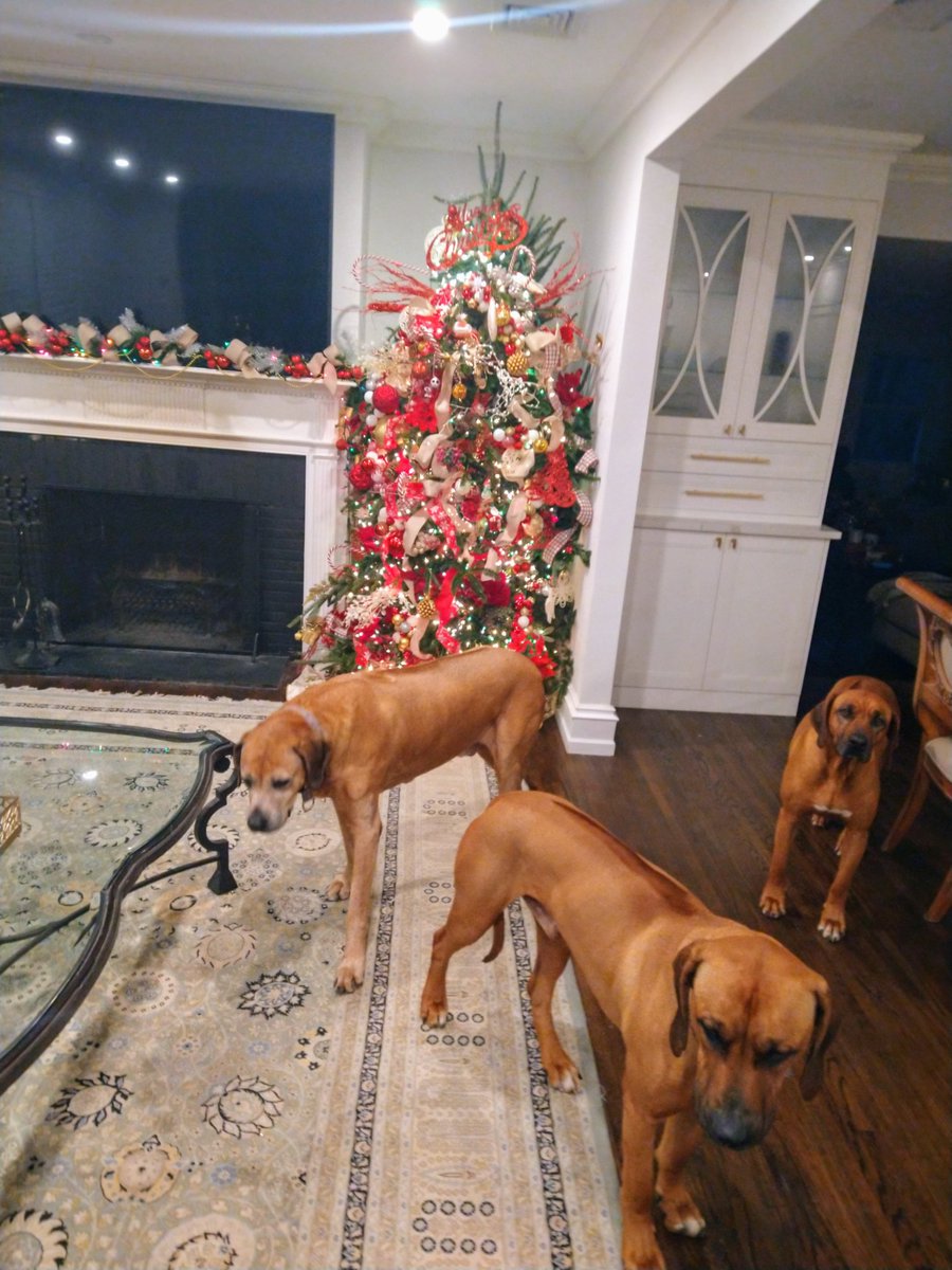 gvannostrand's tweet photo. Christmas Tree is Up! Merry Christmas Everyone! #rhodesianridgebacks #Christmas2024 https://t.co/YA02TM3rCG