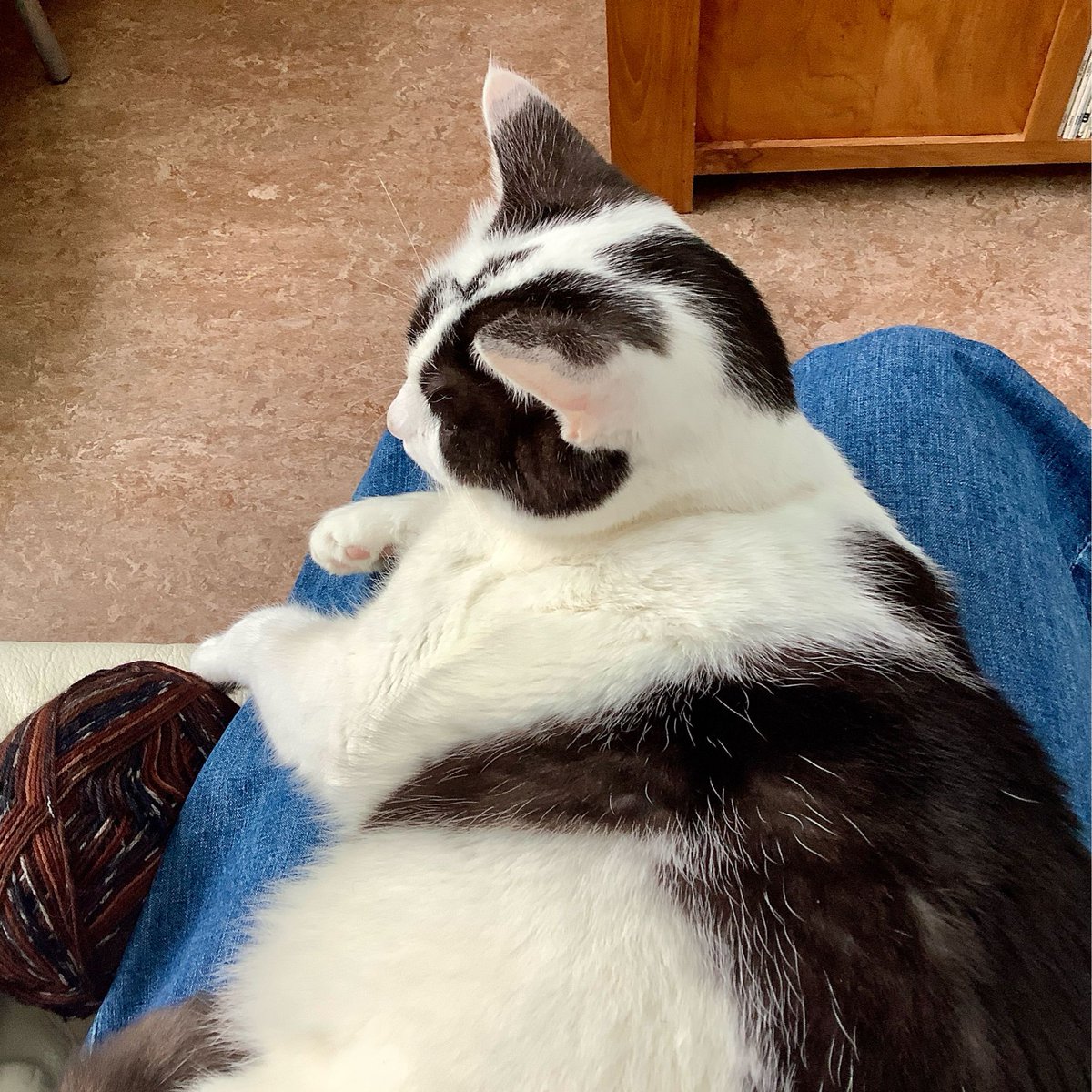 VischLa's tweet photo. Today, I’ve been feeling a bit under the weather. Luckily, Oreo was here to keep me company 🤧

#LaVischDesigns #Knitting #KnittingLife #OreoTheCat https://t.co/MjXbKdLyHj
