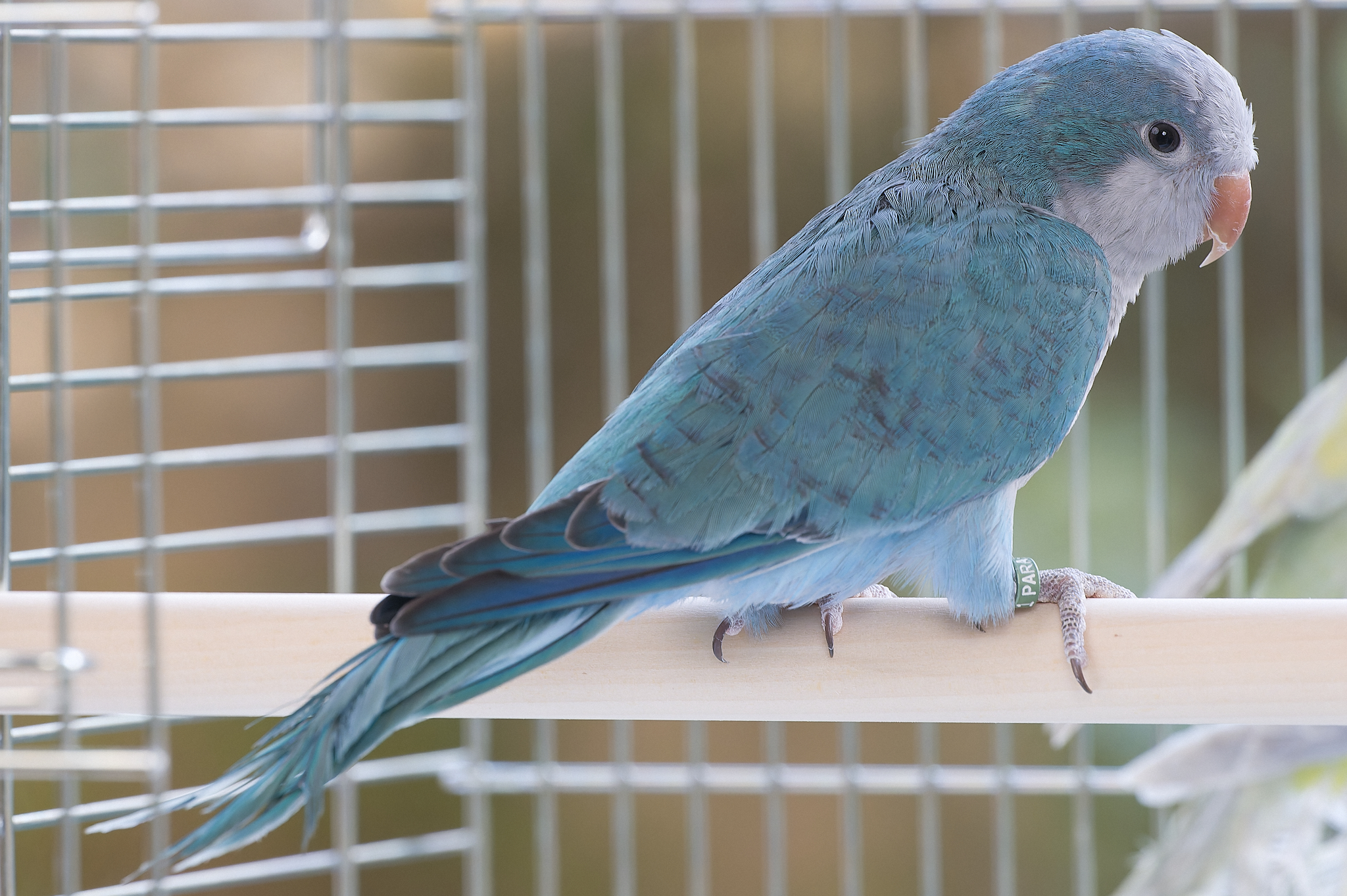 PARAKEET (@TokyoParakeet) / X PARAKEET (@TokyoParakeet) / X