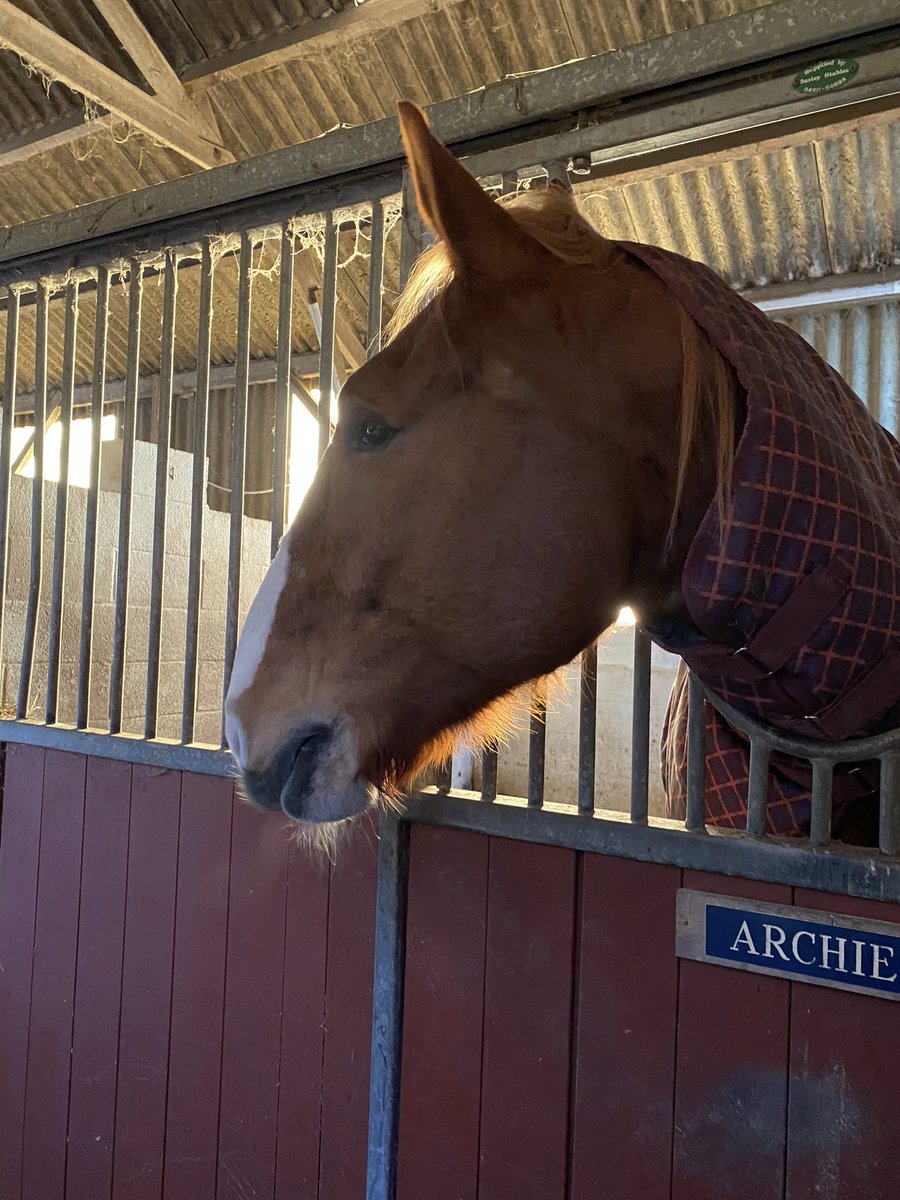 Archie the Suffolk 🐴 tweet media