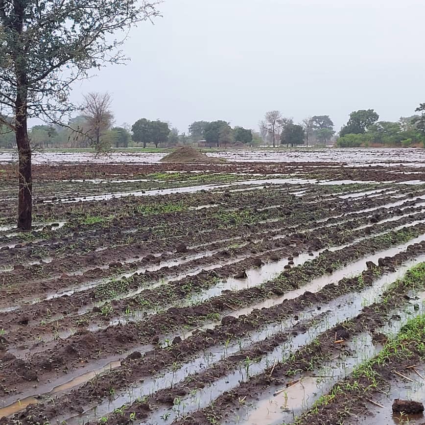 MizuMtengo's tweet image. 🌾 Excited to partner with Nakula Na Mahala General Dealers! Through our #AgroSolutions division, we're boosting their business management &amp;amp; sustainable farming practices. Together, we’re growing a resilient future for agriculture in Malawi! 🚜🌱 #MtengoWaMizu #Agripreneurship
