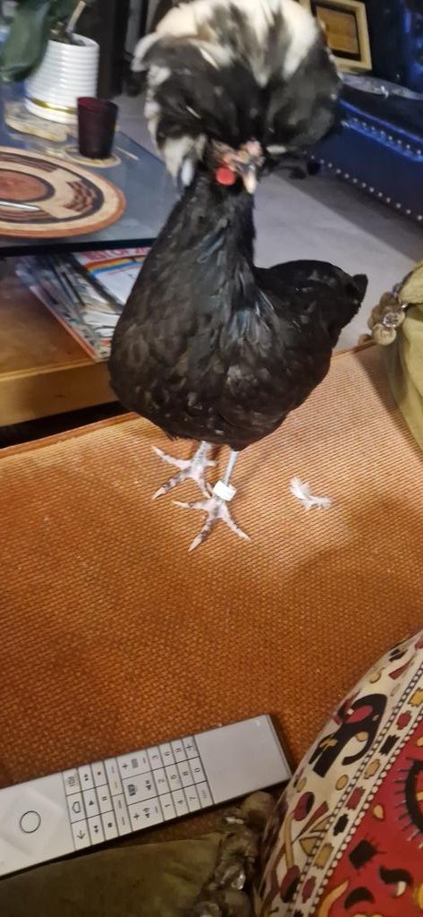 saccageBordeaux's tweet image. 🛑 breaking news 🛑@ElensenM @Val_Paillettes @isa résultat définitif du scutin à 20h31 : c'est #magali