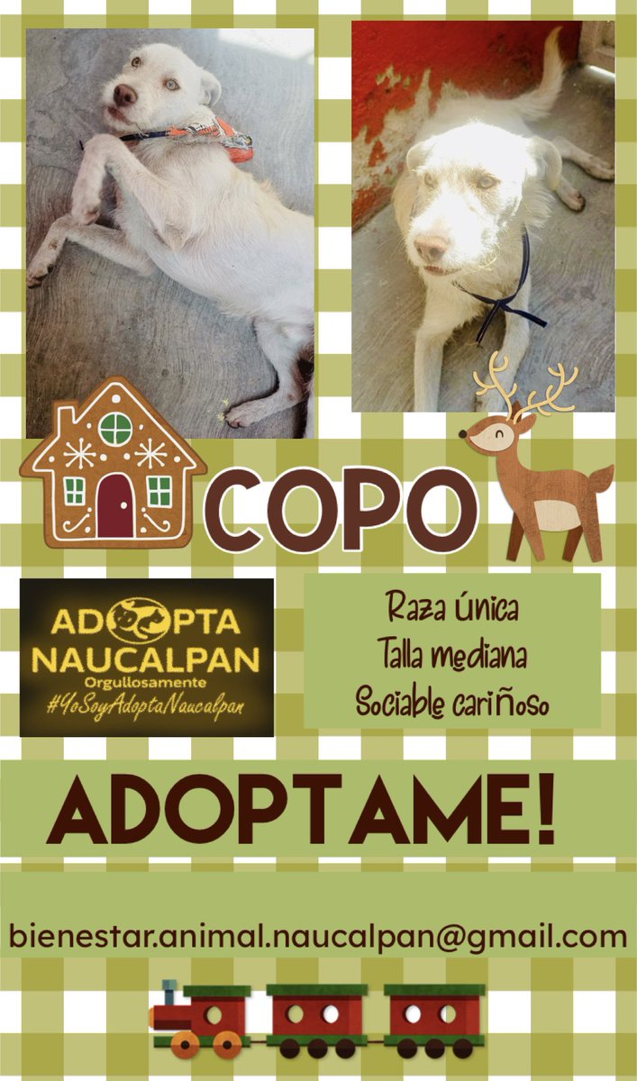 AdoptameNaucal1's tweet photo. COPO está en condición de calle comparte su video y ayúdalo a cambiar su vida, nosotras vemos como apadrinamos RT RT! 
@FansDeMiyagi @azelarobinson @egomezislas @MarkoEscalanteN @SoyNaucalpan @gabrielguerrac @AnayanssiMoreno @MarcelaRubiales @inakimanero @ReneValerio_ @jav_riv https://t.co/D0tn8bFudd
