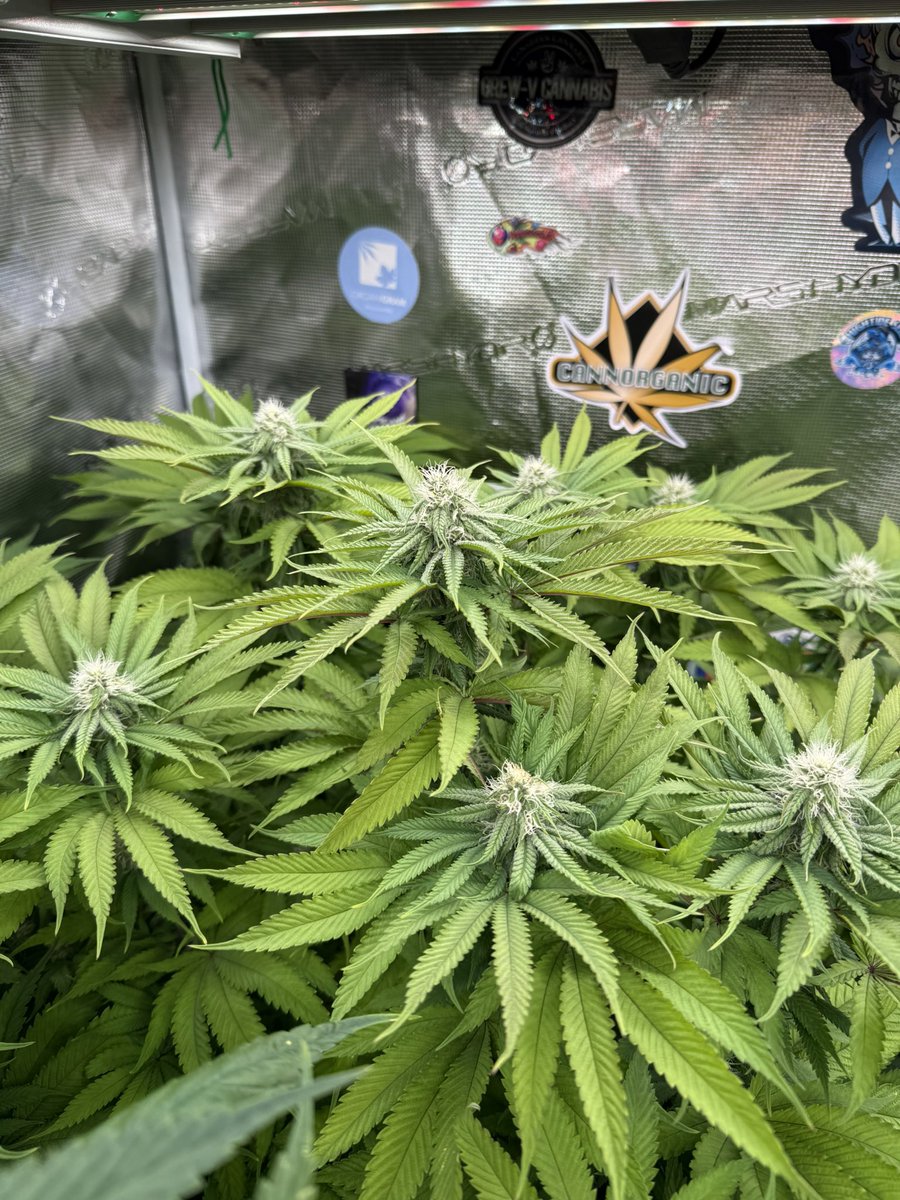 710EastCoast's tweet photo. Week3 of flower. #tropicalcooler #atlasseed @atlasseedf1s #adonislivingsoil @Adonis_442 #marshydro #marshydrogrowtentkit #fc4800evo #marshydroclipfan @MarsHydroLight @Coco_Pan2022 #dieppehydroponics @dieppehydroponi #cannafam #organic #organico #organicallygrown https://t.co/DwqfjiTJl2