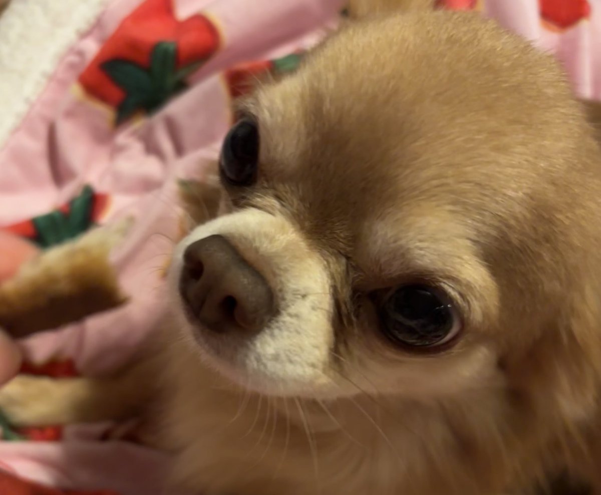 just a lil guy who loves snacks :3 

would you share with himb? 🥰