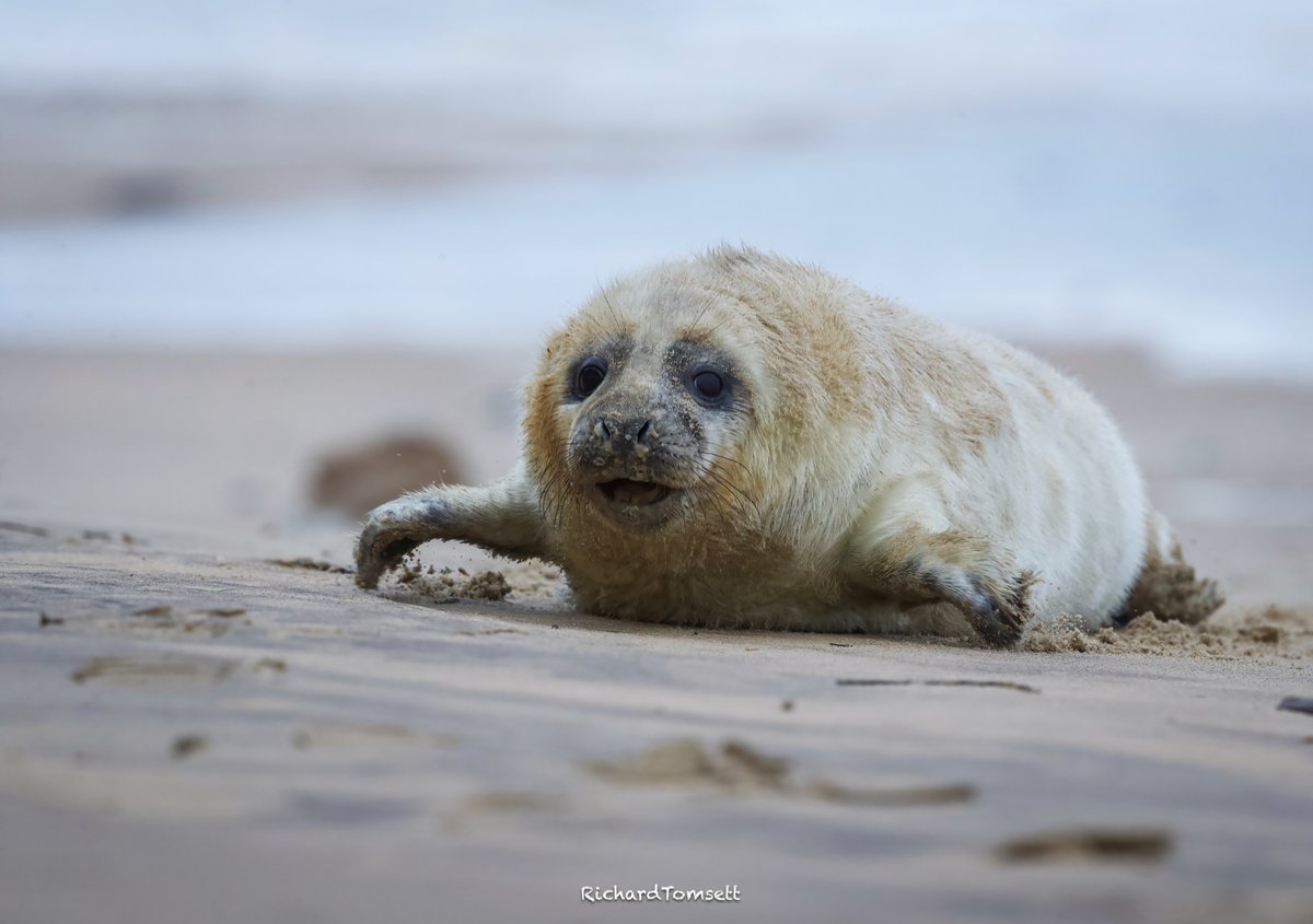 richard_tomsett's tweet photo. Seal Pup,  Norfolk Coast 08/12/24. https://t.co/bwPBlMVep8