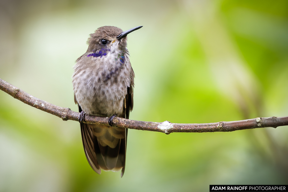 adamrainoff's tweet photo. Brown Violetear (Colibri delphinae), captured in La Minga Ecolodge, Cali, Colombia. Its shimmering plumage glows against the lush forest backdrop. A fleeting perch, perfectly timed. ©2021 Adam Rainoff Photographer

#ColibriDelphinae #BirdPhotography #WildlifeConservation https://t.co/8jkMs7bP0O