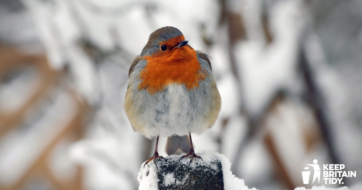 Listen closely... robins are one of the few birds still singing in December! If you're out litter picking during the festive season, take a moment to enjoy their beautiful song brightening up the winter days.