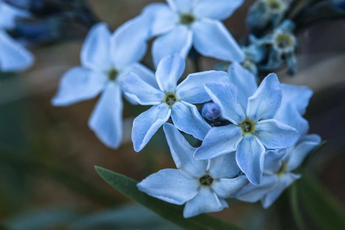SmithsonianMag's tweet photo. Amsonia tomentosa, also known as woolly bluestar and gray amsonia, is native to the southwestern United States and northern Mexico. 

📸: NPS/Jacob W. Frank https://t.co/uXsTN2IUQJ