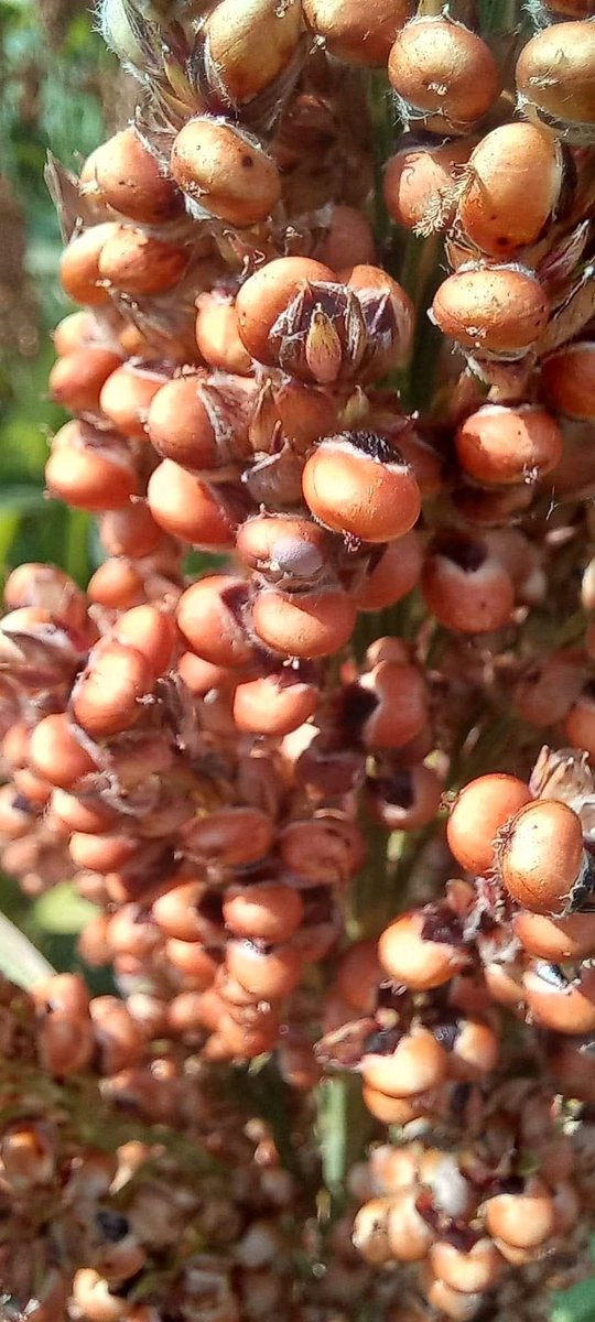 A bit of warm and happy colors ⚪️🟠🔴 to start the week! ✨️

The pleasures of the diversity of grain #Sorghum 🌾 in Europe!
