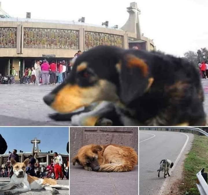 SalvemosABenito's tweet photo. EL 12 DE DICIEMBRE EN MÉXICO SE FESTEJA A LA VIRGEN MARIA DE GUADALUPE. 

Por favor, si formas parte de alguna peregrinación y tú perrito te acompaña en el camino, cuida de él y no lo abandones en el recorrido o en la basílica. Él te acompaña gustoso sin imaginar que podría ser ese el último paseo contigo. 🙏💔

De nada sirve ser religioso si luego eres una 💩 con la creación de Dios.