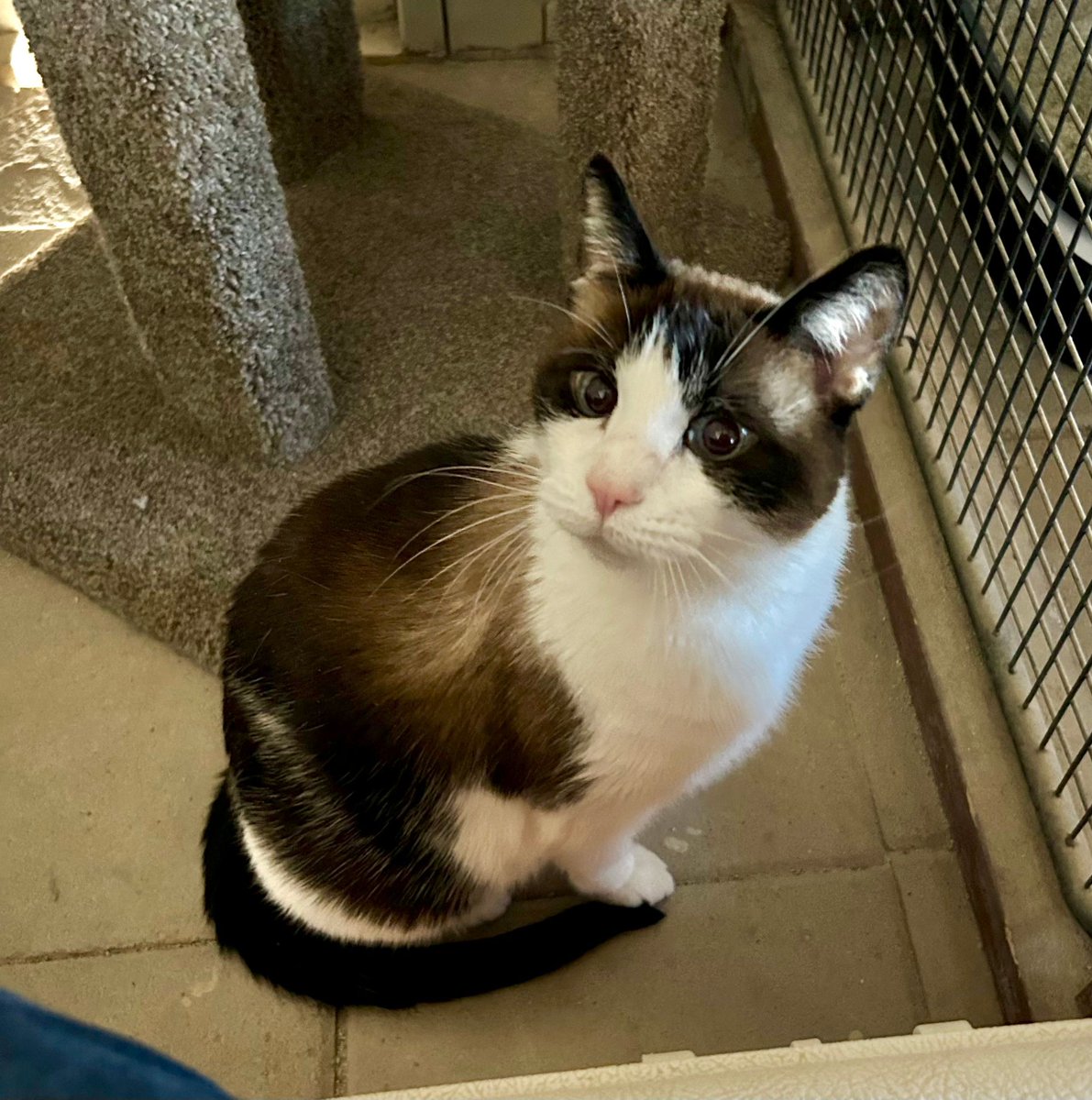 We took in 10 cats over the last 10 days! Meet some of the new seniors: Mr. Jingles, Danny Boy, Abby, and Leta!