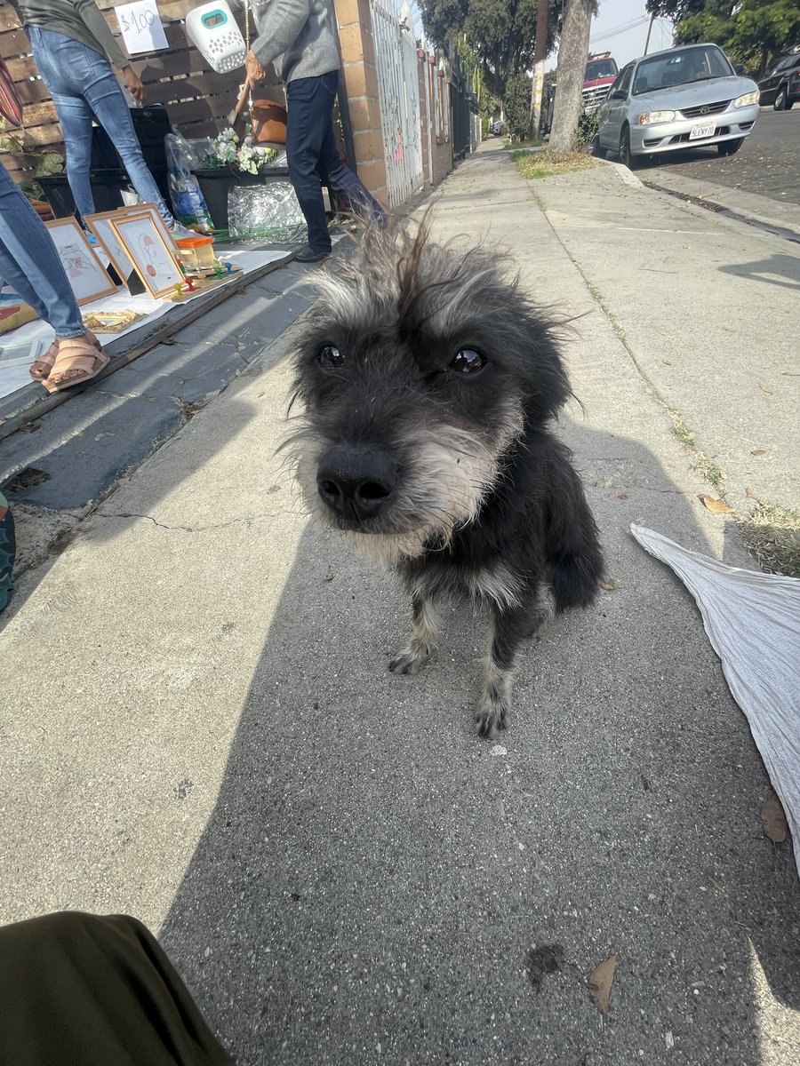 cOURTESYcOPY's tweet photo. Stray at Alix &amp; 83rd. https://t.co/oLjWieZbdy