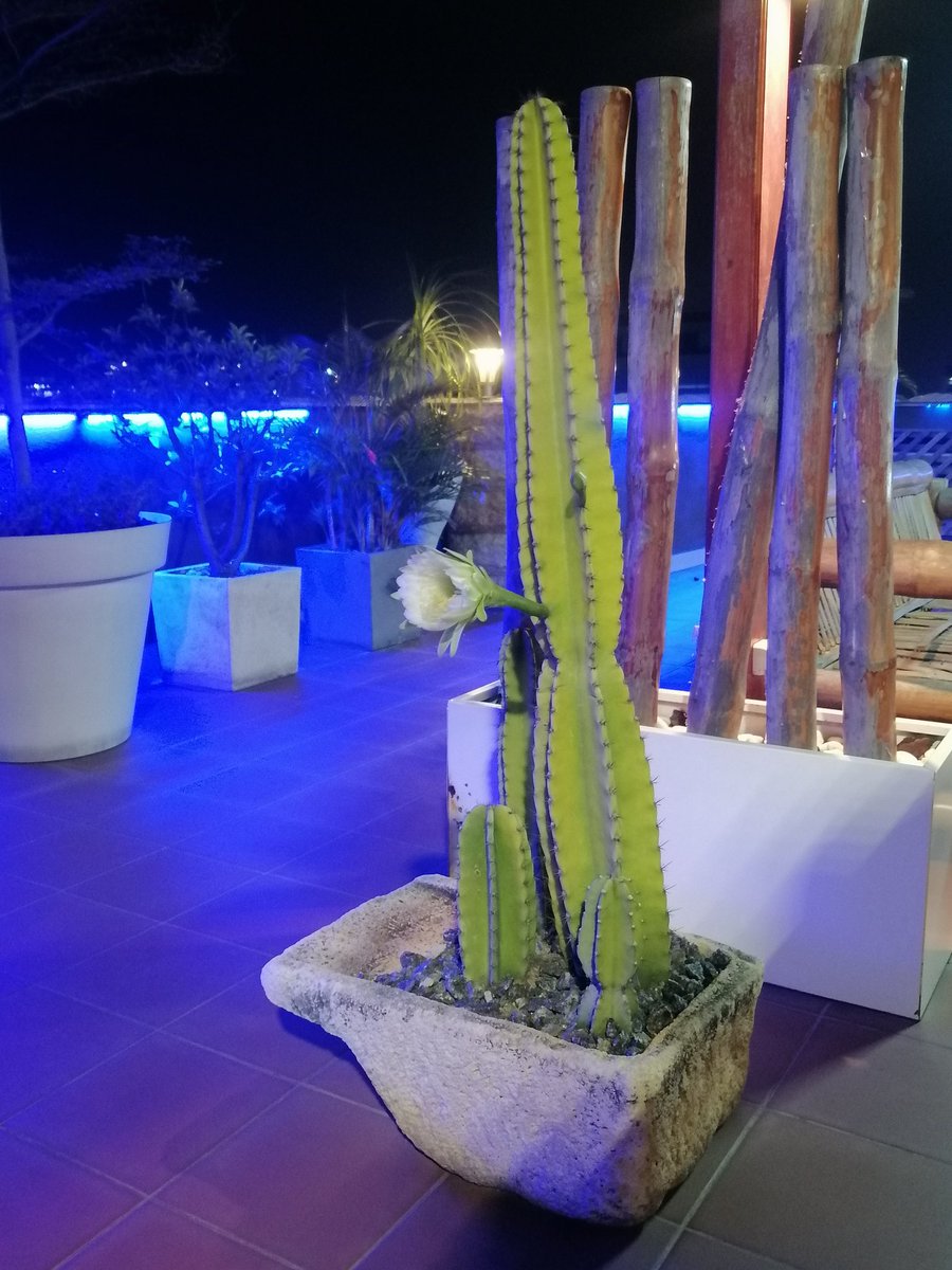 thehoumani2017's tweet photo. Rosa cacto,, cactus rose https://t.co/Z8bPbWk087