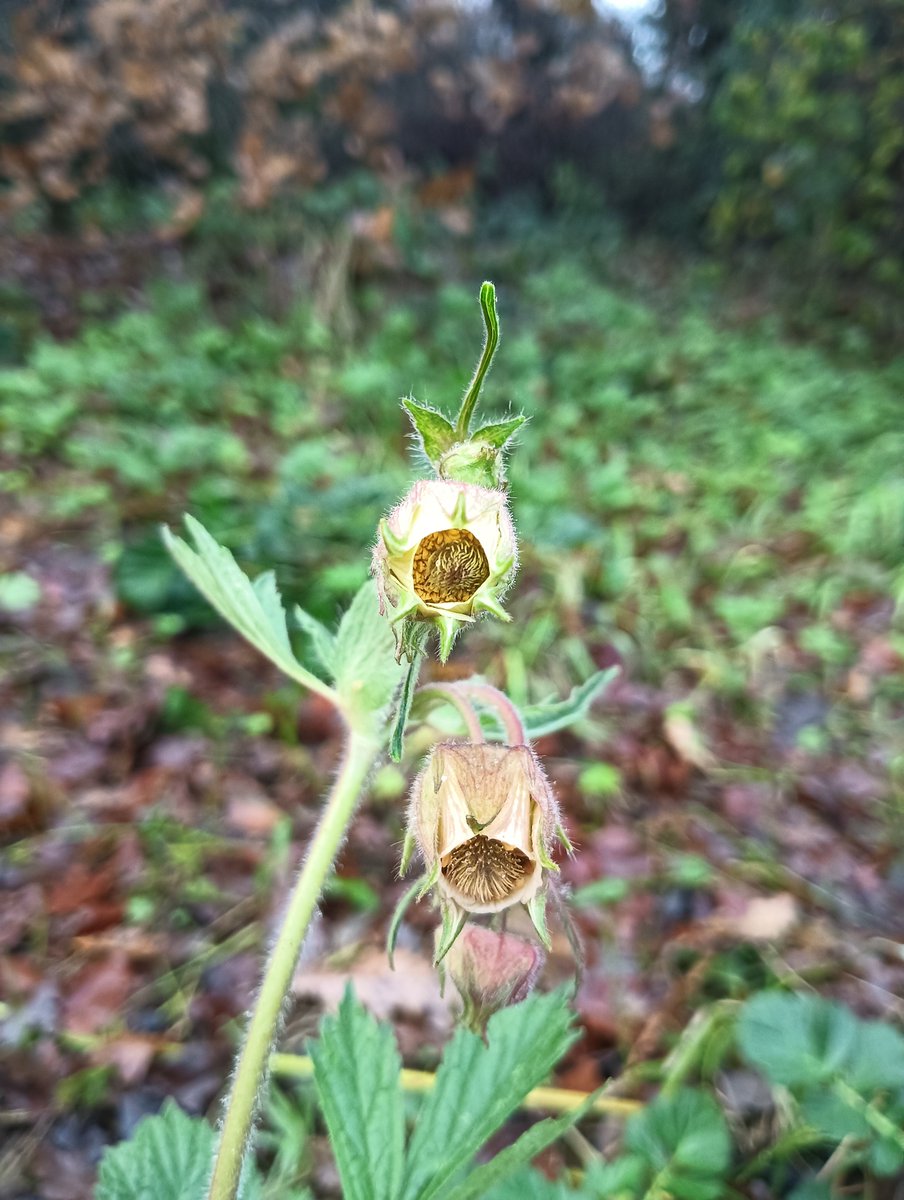 Donna Rainey tweet media