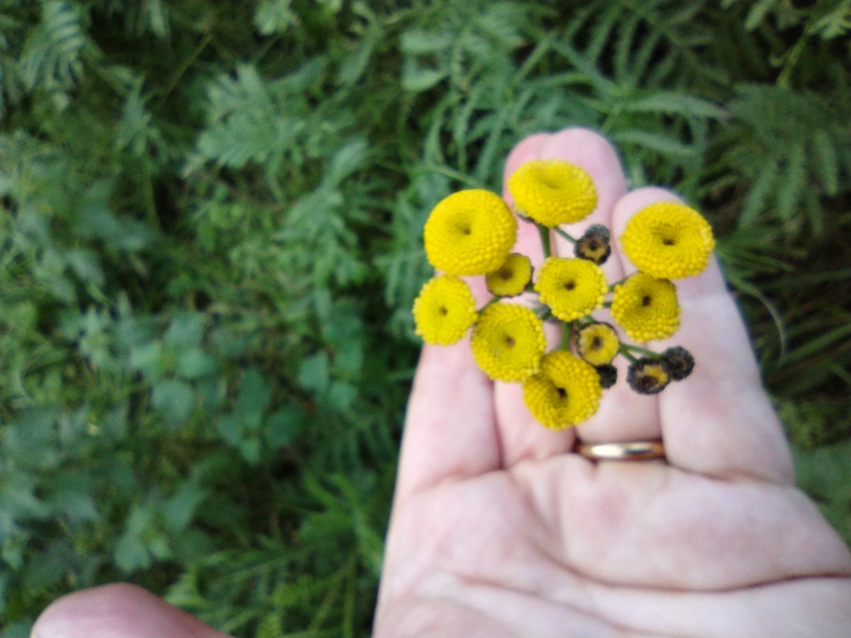 Debbie Alston (@debbie1alston) on Twitter photo Surprised to see Tansy in flower today around Eastbourne, East Sussex <a href="/Sussex_Botany/">Sussex Botanical Recording Society</a> #wildflowerhour Surprised to see Tansy in flower today around Eastbourne, East Sussex <a href="/Sussex_Botany/">Sussex Botanical Recording Society</a> #wildflowerhour