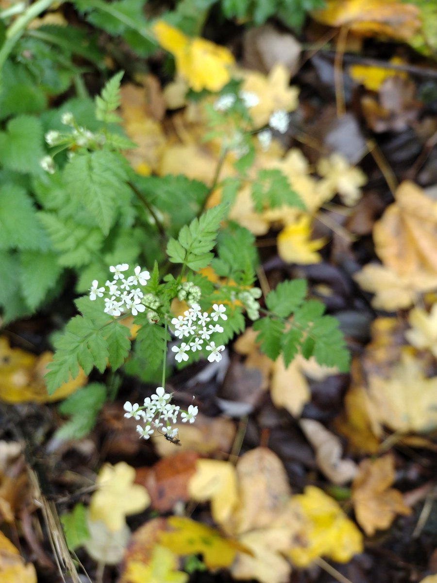Debbie Alston (@debbie1alston) on Twitter photo Cow parsley in flower today around Eastbourne, East Sussex <a href="/Sussex_Botany/">Sussex Botanical Recording Society</a> #wildflowerhour Cow parsley in flower today around Eastbourne, East Sussex <a href="/Sussex_Botany/">Sussex Botanical Recording Society</a> #wildflowerhour
