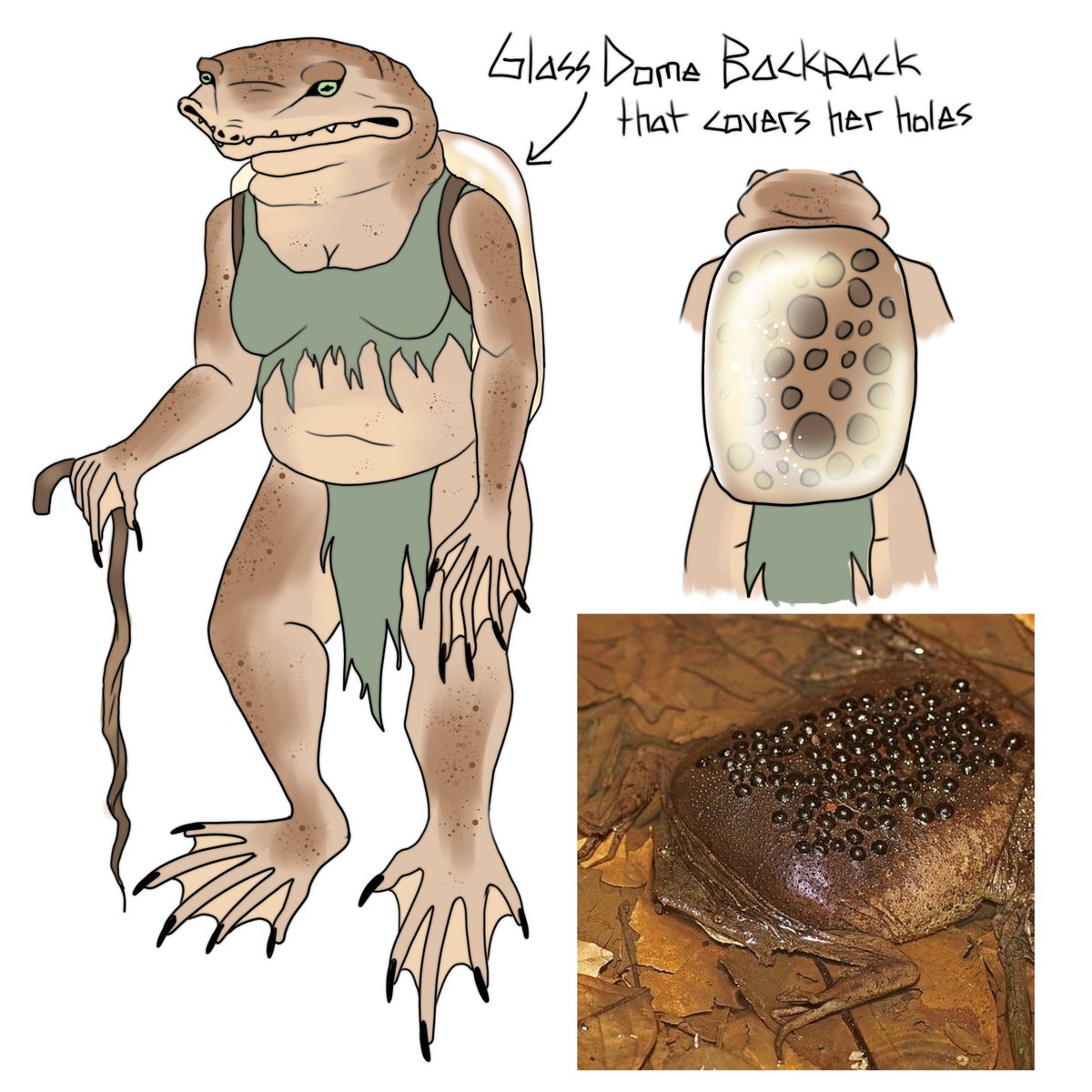 structuresrust's tweet image. This is my first female OC... she is a surinam toad and has a glass backpack to protect the babies growing in her back
