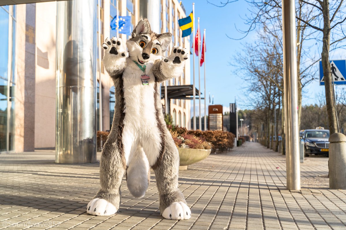 fallenwolf_com's tweet photo. So it is happening - my fursuit made by @TemplaCreations is looking for a new home!

Everything takes place on TheDealersDen and can be found here:
https://t.co/dr907fv5vt

I included alot of background information, just give it a shot.

Question? Just poke me! <3 https://t.co/dD3qK7lsTa