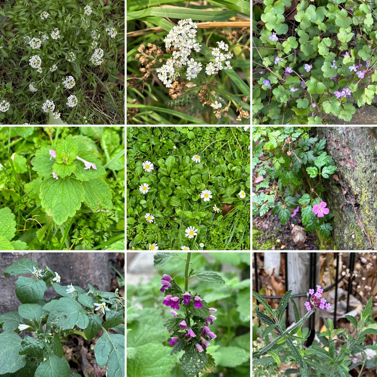 scyrene's tweet photo. London providing far more than a #winter10 for #WildflowerHour this week,here's a sample. https://t.co/MQKlfqIka3