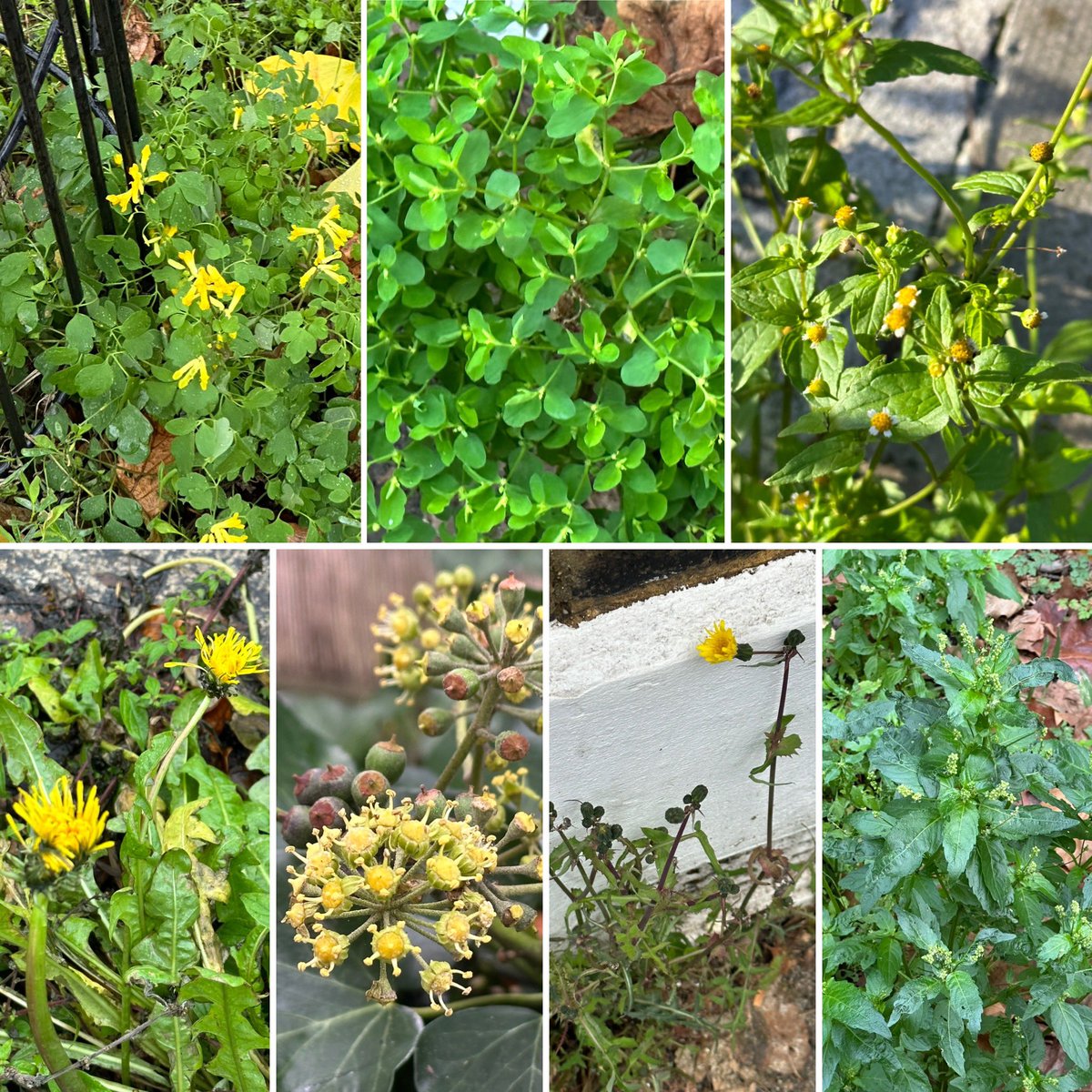 scyrene's tweet photo. London providing far more than a #winter10 for #WildflowerHour this week,here's a sample. https://t.co/MQKlfqIka3