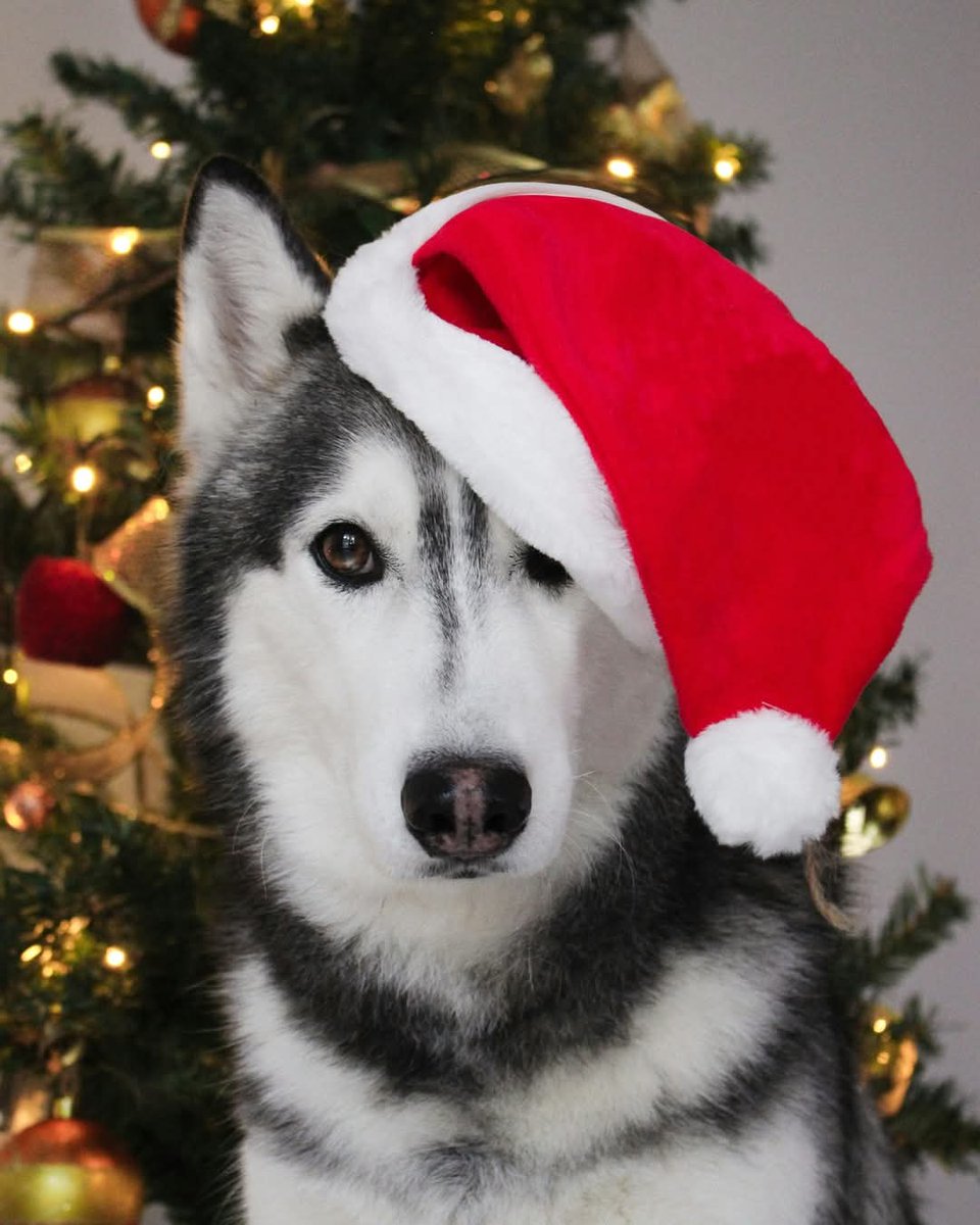 Did you know? According to AAHA, 70% of people include their pet’s name on greeting cards 🐾