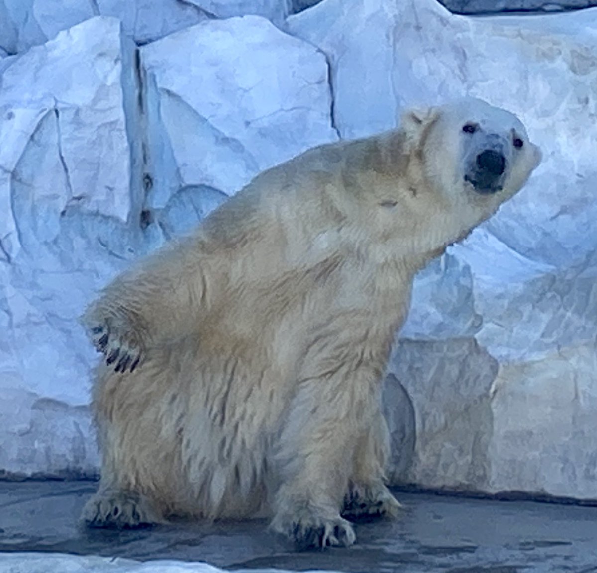 yukimoemoe's tweet photo. 🎈イコちゃん
お誕生日おめでとう🎈
#ikor #イコロ #ホッキョクグマ #上野動物園 #polarbear https://t.co/6Wftm9vRYt