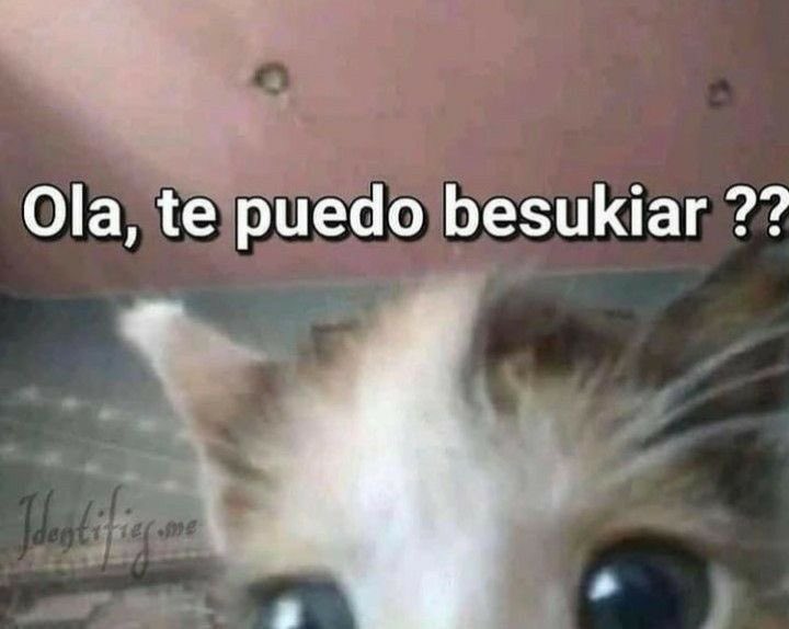 GatitoDepresion's tweet photo. https://t.co/3zBLfvib3L