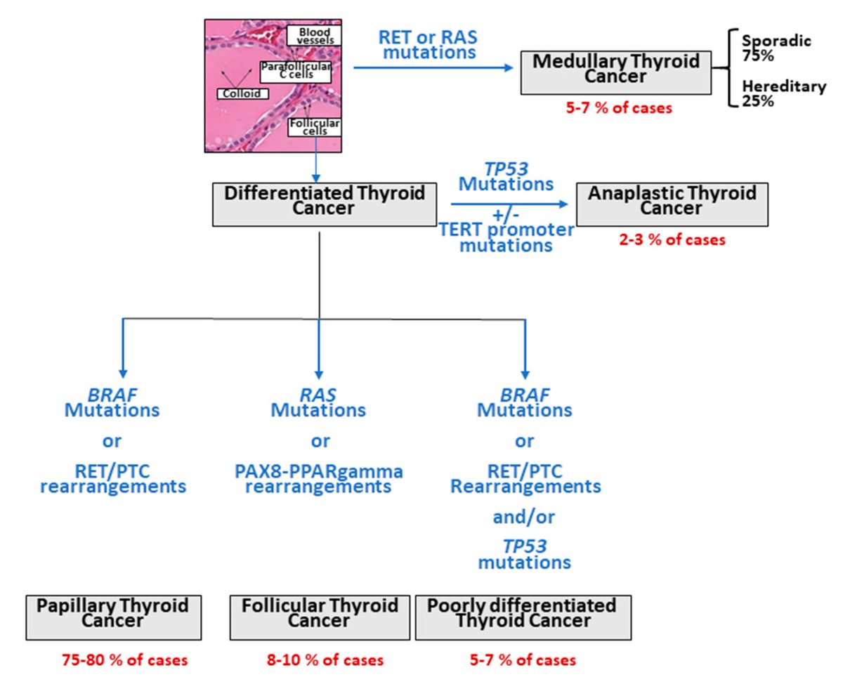 Different Histological Types of Thyroid Carcinomas and Most Relevant Driver/Molecular Alterations 🔬
mdpi.com/1422-0067/22/4…