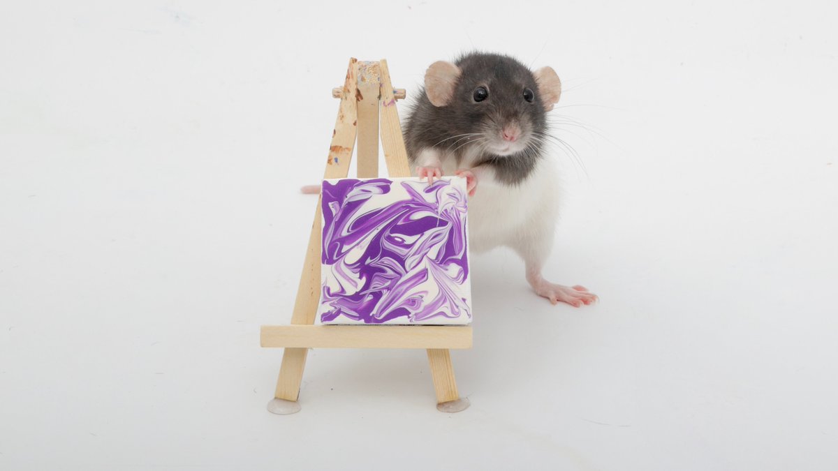 Rattrixs's tweet photo. This weeks paw paintings by the rats - Toast, Tofu, and all the rats did a great job!

If you would like to commission your own rat paw painting, you can do so here: https://t.co/5ZhfFIDmpM

#shadowtherat #ratart #petartist #petpainting #pawpainting #petrats #fancyrats https://t.co/2LP19ZGrcY
