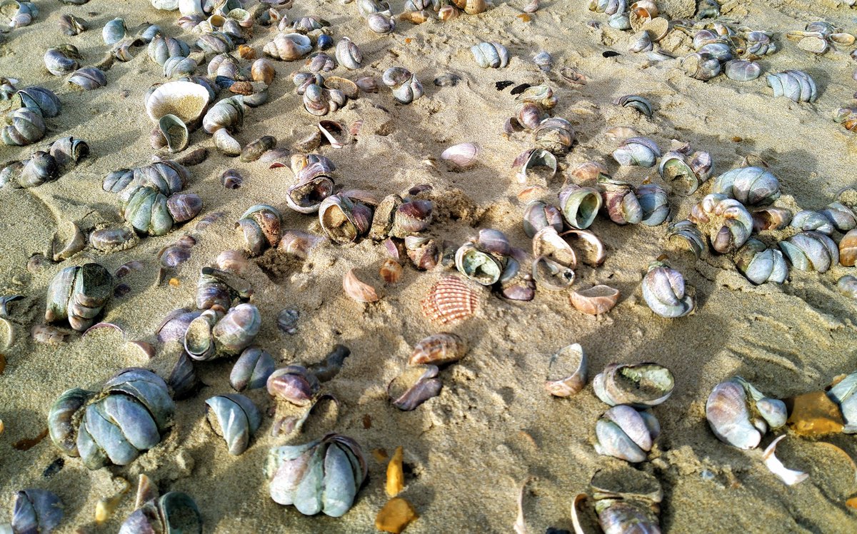 RetroItAint's tweet photo. Headed down to the beach with @WHEELZWHEELER midday expecting to see some big waves as #StormDarragh was still blowing. Lots of shells washed up on the shore, &amp; the sea was strangely calm.   #southbourne #Bournemouth #Dorset https://t.co/tfg1ahjzXF