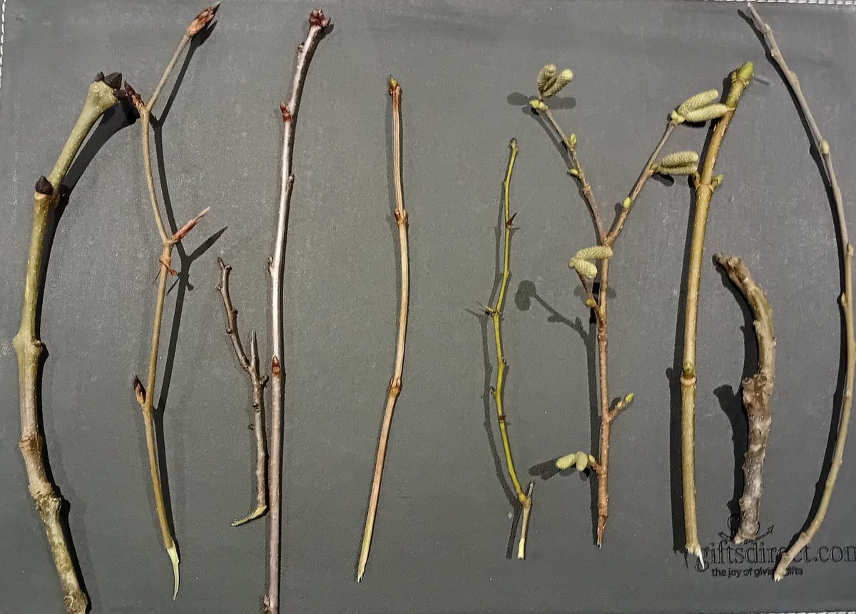 Never mind Christmas, some of us are already thinking of next spring! From my garden, in alphabetical order:buds of ash, beech, blackthorn, cherry, guelder-rose, hawthorn, hazel, sycamore, (English) walnut and (grey) willow. Try this fun quiz: buzzfeed.com/speciesrecover….