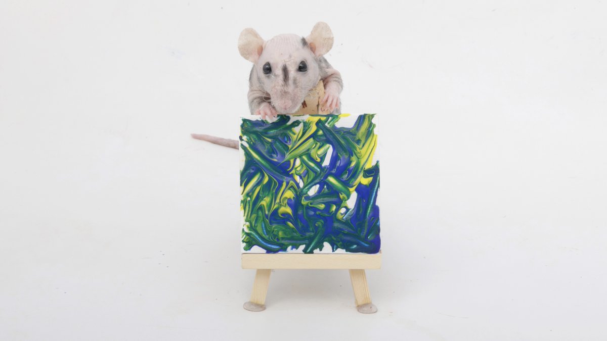 Rattrixs's tweet photo. This weeks paw paintings by the rats - Pistachio, Raisin, and all the rats did a great job!

If you would like to commission your own rat paw painting, you can do so here: https://t.co/5ZhfFIDUfk

#shadowtherat #ratart #petartist #petpainting #pawpainting #petrats #fancyrats https://t.co/1JjMEZPuIj