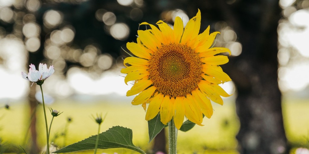 American Meadows tweet media