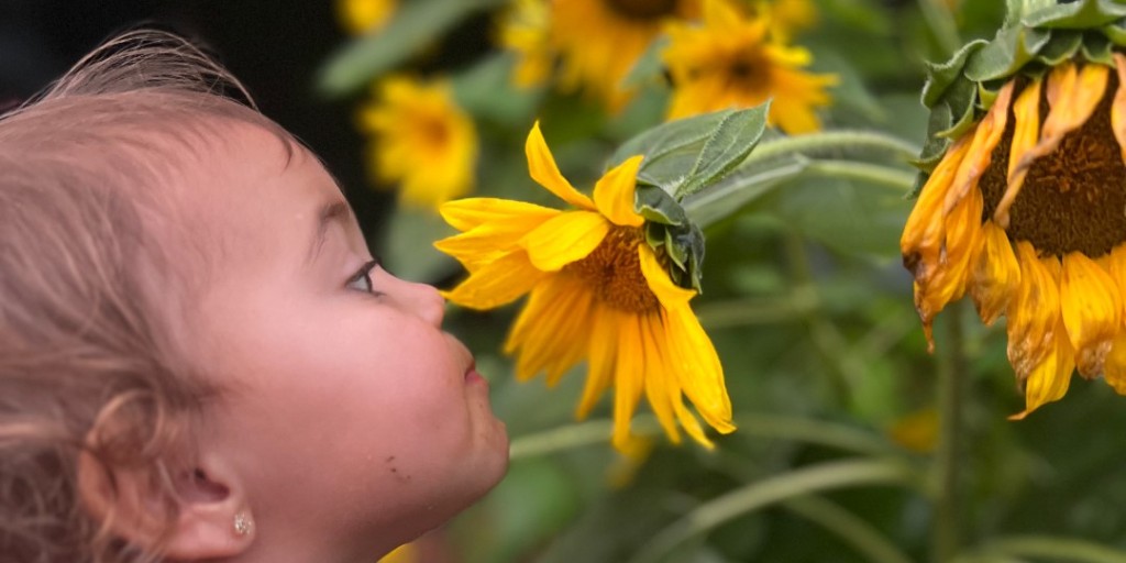 American Meadows tweet media