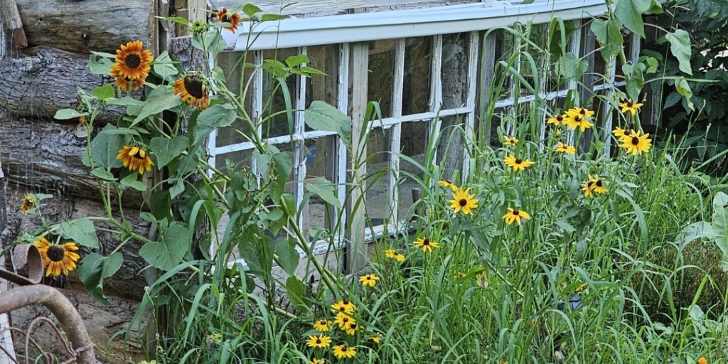 American Meadows tweet media