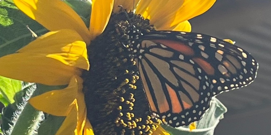 American Meadows tweet media