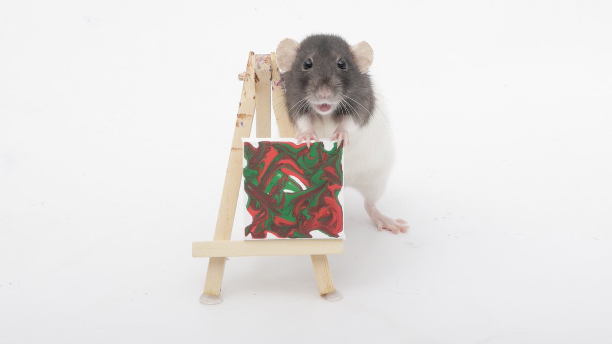 Rattrixs's tweet photo. This weeks paw paintings by the rats - Toast, Tofu, and all the rats did a great job!

If you would like to commission your own rat paw painting, you can do so here: https://t.co/5ZhfFIDUfk

#shadowtherat #ratart #petartist #petpainting #pawpainting #petrats #fancyrats https://t.co/AEJTexcCS7