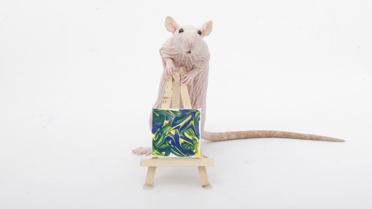 Rattrixs's tweet photo. This weeks paw paintings by the rats - Toast, Tofu, and all the rats did a great job!

If you would like to commission your own rat paw painting, you can do so here: https://t.co/5ZhfFIDUfk

#shadowtherat #ratart #petartist #petpainting #pawpainting #petrats #fancyrats https://t.co/AEJTexcCS7