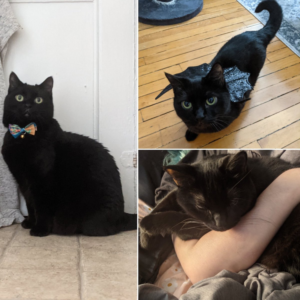 ldonsi 🦊🌙 tweet media