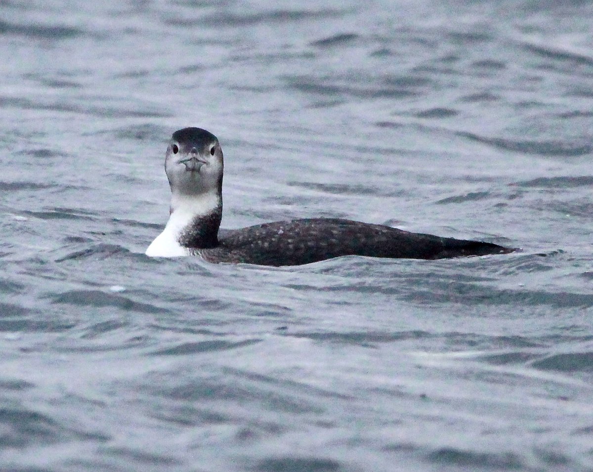 Why do patch birders bother? Today I went out in the dark on a wet &amp; windy day. Didn't see much, but 10 miles in, heard the familiar call of a Great Northern Diver. The next hour was mostly panic but eventually I got good views and so did the regulars. @E17wetlands #londonbirds