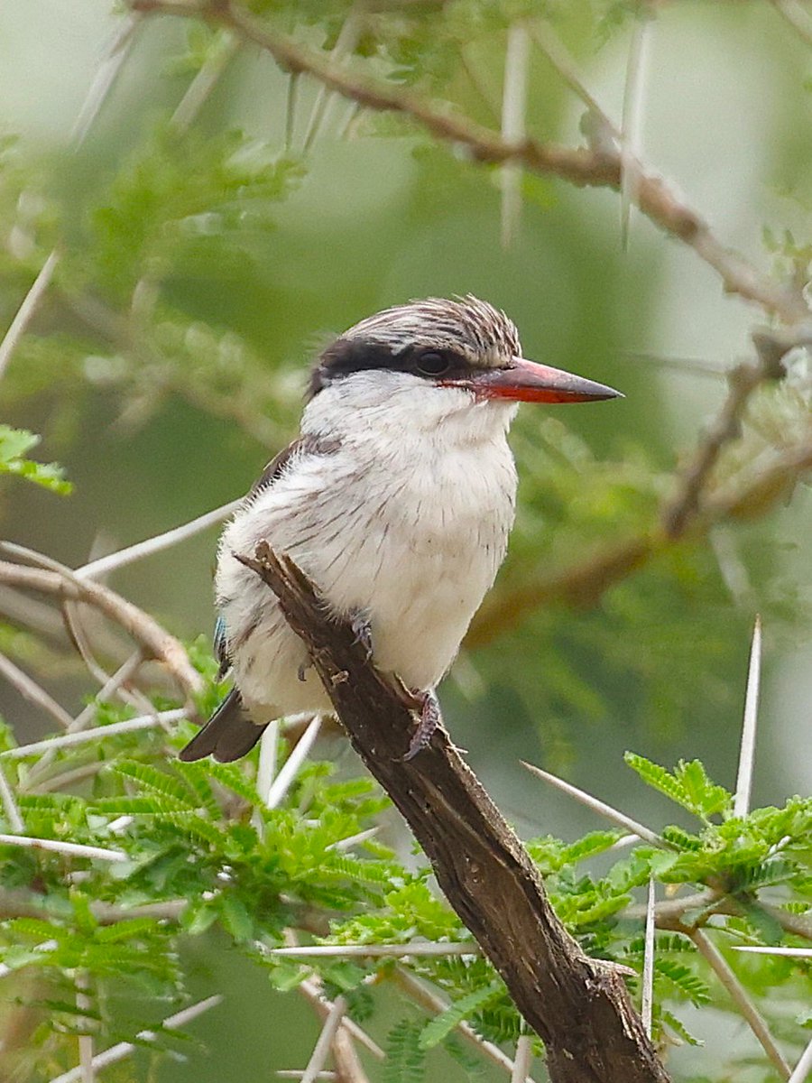 fcozdal's tweet photo. More Kingfisher species from our memorable Uganda trip:
▪︎ Grey-headed Kingfisher
▪︎ Pied Kingfisher
▪︎ Striped Kingfisher
▪︎ Woodland Kingfisher
#birdwatching #birding #birds
#BirdsofEastAfrica #Uganda
#BirdsSeenIn2024 #Africa
#wildlife #naturelovers
#kingfishers https://t.co/L9jaGHWzAS