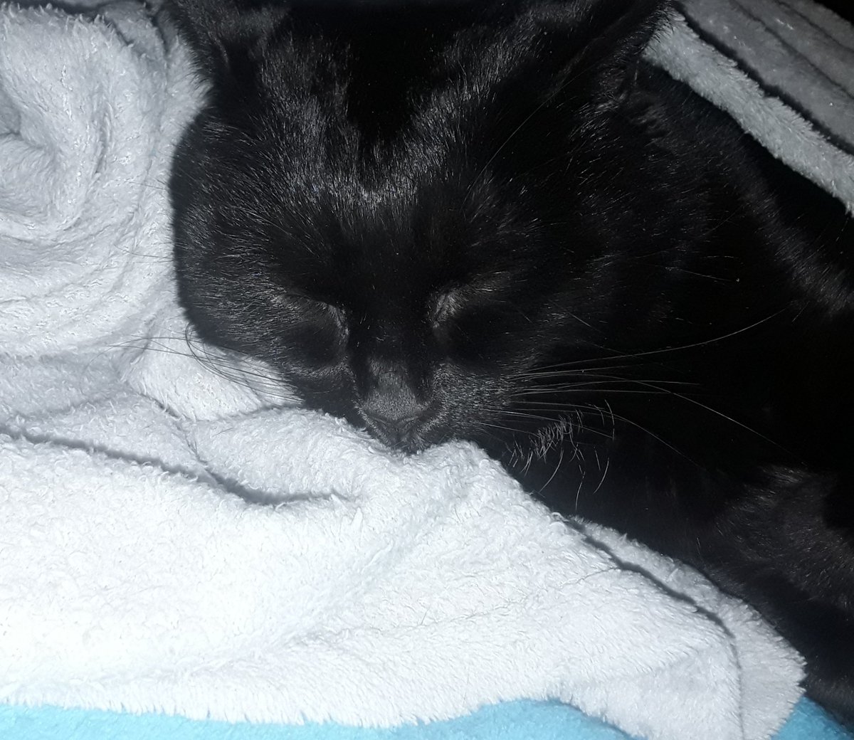 WrathGuy's tweet photo. I am actually very uncertain of what I wish to post, so here's my cat. She's very soft and fat. Mostly fat. I do care for her a lot though. Enjoy https://t.co/58jZ25HpbW