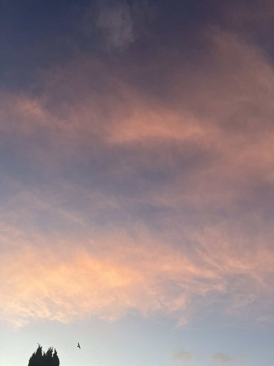 reptilesandfelids tweet media