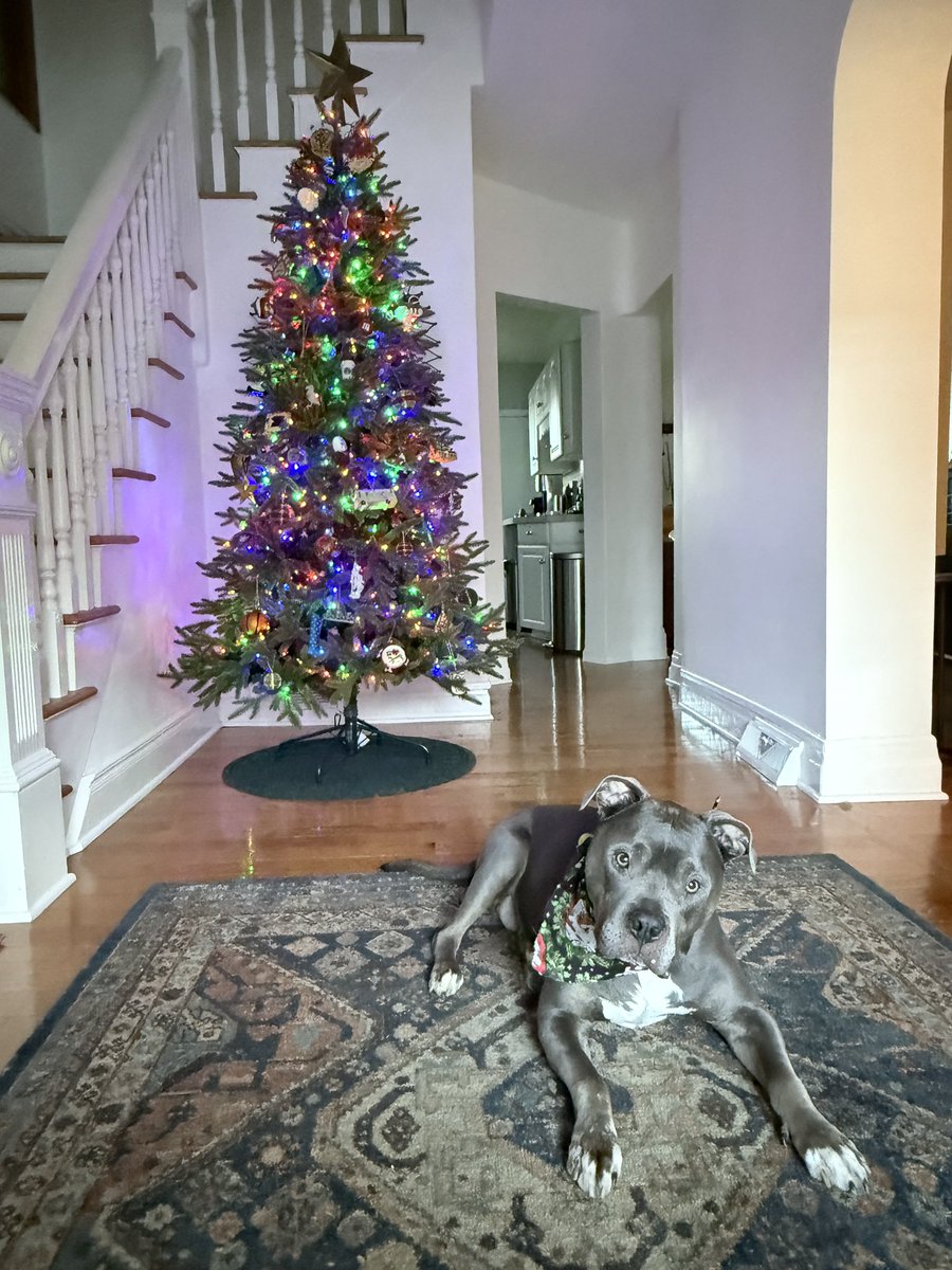 Big Head Bruce tweet media