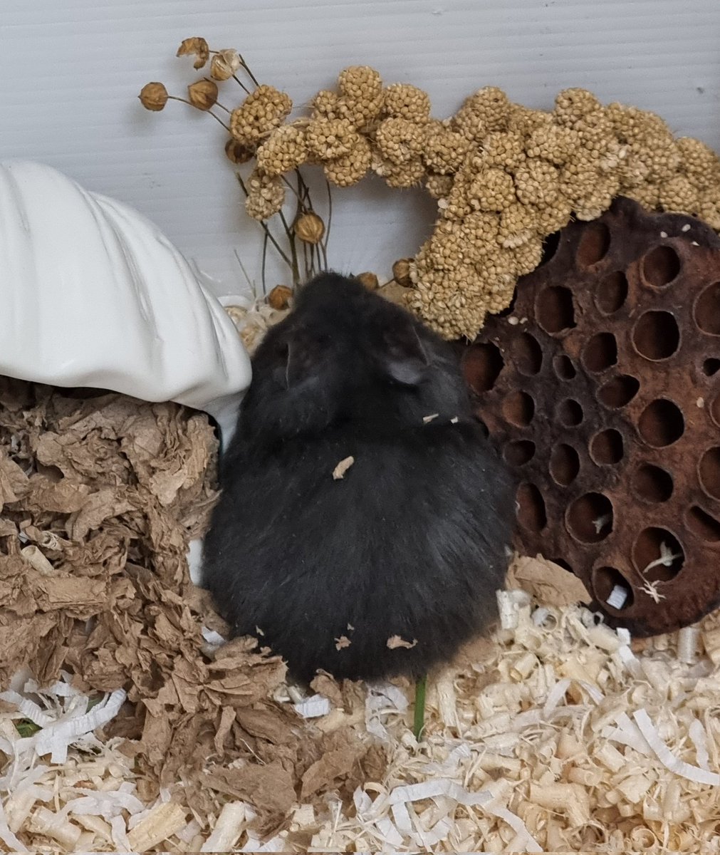 오랜만에 소식으로 찾아뵈어요.
몇 시간 전 옥수가 해씨별로 떠났습니다. 공교롭게도 오늘이 이 친구가 집에 온 지 딱 2년이 되는 날이더라고요. 두 해 동안 작은 아기 쥐 덕분에 정말 많이 행복했습니다.
그동안 고마웠어.